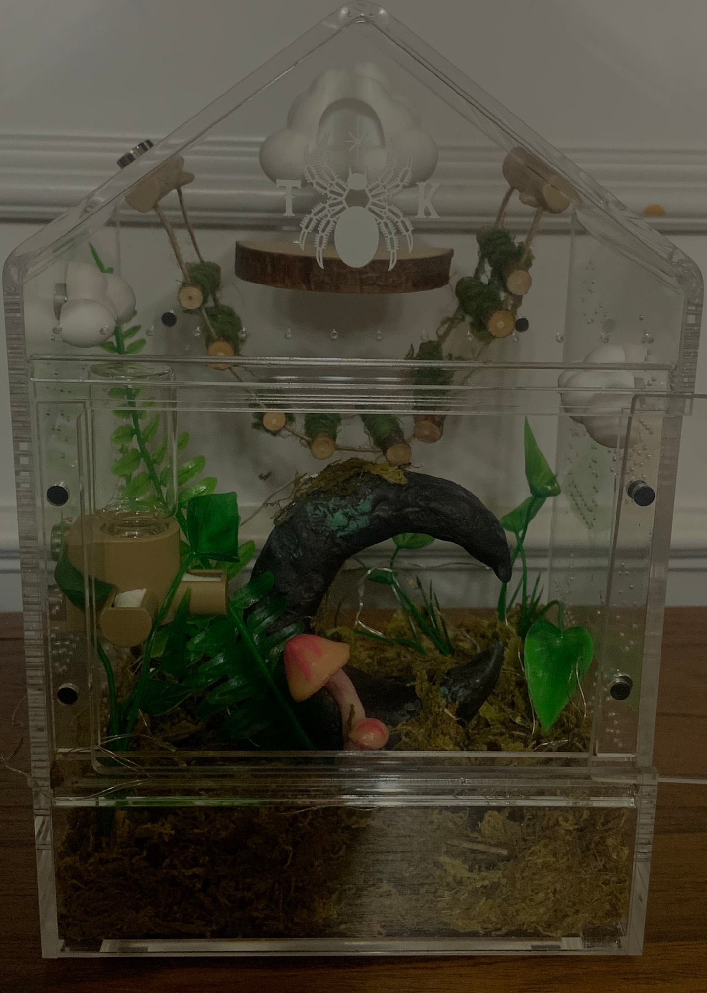 XL Whimsical 6x6x9 Jumping Spider Enclosure
